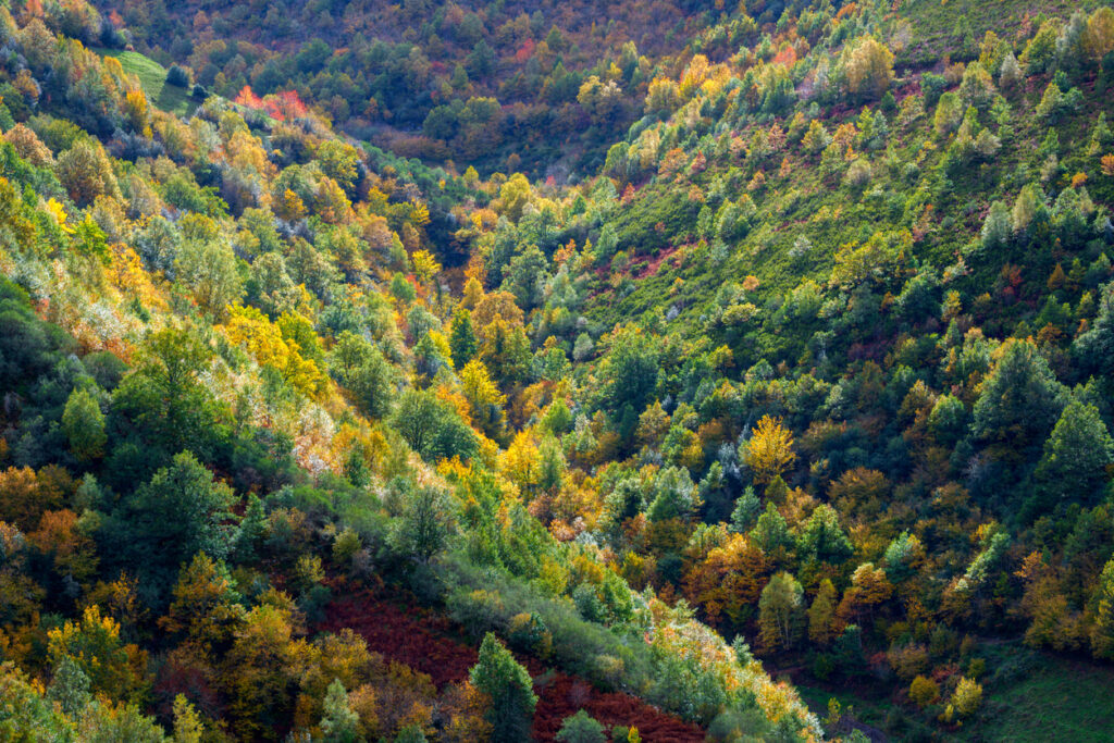 A Xunta apoia o sector forestal-madeira con máis de 16 M€ para industrias forestais e o fomento do uso da madeira en construción
